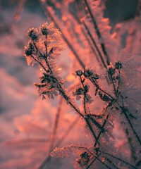 Ice in winter