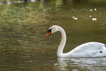 A graceful white swan swimming on a lake with dark green water. The white swan is reflected in the water