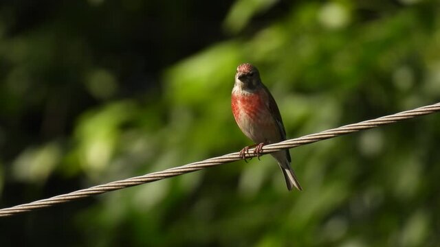 eurasian linnet (linaria cannabina) man sits on a wire and sings on a green blurred background. natural sound