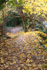 Fototapeta na wymiar Fallen autumn leaves in the forest. Selective focus.