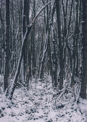 Winter forests