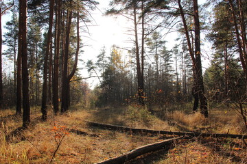 Obraz premium path in the forest