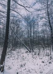 Winter forests