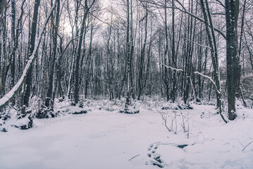 Winter forests