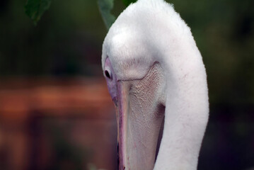 Pelican head close-up manual lens