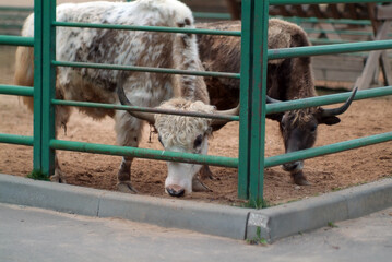 shaggy mountain cows in the zoo