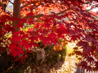 庭の紅葉