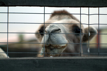 camel's head behind bars close-up