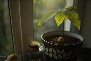 Sprouted seed avocado at home. Nature conservation concept. Avocado sprout.