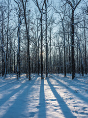 Snowy forest