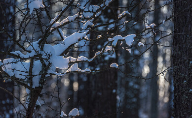 Snowy forest