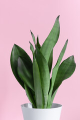 A modern-style Sansevieria plant in a white pot. Home plant Sansevieria on a pink background. Selective focus
