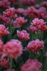 Obraz premium Pink peony tulips grow in a flower bed.