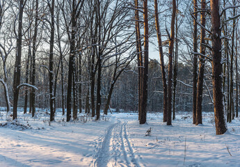 Snowy forest