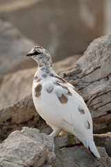 Rock ptarmigan