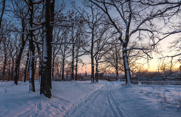 Snowy forest