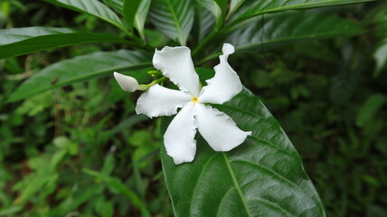 Close up of a five petal white flower with a bud in the garden