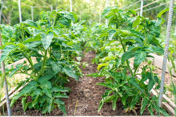 Tomato plants growing outdoors in a garden