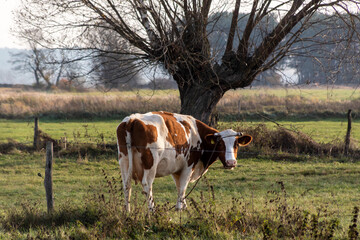 Jesień w Dolinie Narwi, Podlasie, Polska © podlaski49