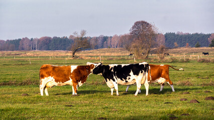 Jesień w Dolinie Narwi, Podlasie, Polska © podlaski49