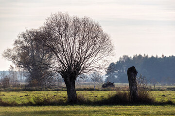 Jesień w Dolinie Narwi, Podlasie, Polska