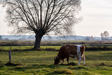 Jesień w Dolinie Narwi, Podlasie, Polska © podlaski49