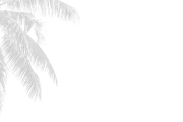 Gray shadow of nature palm leaves on white background. Abstract monochrome of coconut palm leaf.