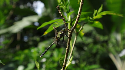 Side view of a green color dragonfly perched on a stem