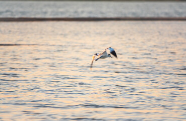 Water bird pied avocet, lat. Recurvirostra avosetta, flies over the lake. The pied avocet is a...