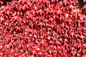 Parthenocissus tricuspidata with fall color on the wall of a country house