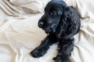 dog, cocker puppy four months old