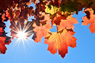 Maple leaf backlit with sun flare and a blue sky