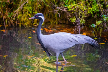 demoiselle crane