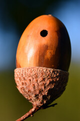 Acorn of pedunculated oak (Quercus robur) attacked by a parasite