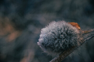 Obraz premium Ice in winter