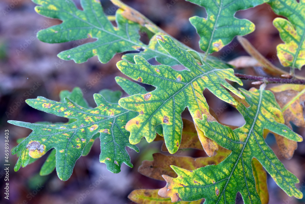 Wall mural Autumnal leaves of Quercus pyrenaica, commonly known as Pyrenean oak