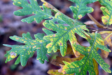 Autumnal leaves of Quercus pyrenaica, commonly known as Pyrenean oak