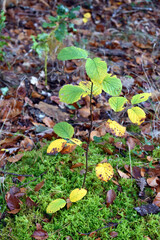 A young whitebeam (Sorbus aria) plant grows in a beech forest