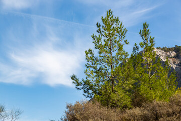 Young pine trees against the background of the blue sky. Coniferous pine trees growing on a rocky terrain.