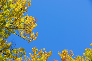 Autumn tree in the Pyrenees