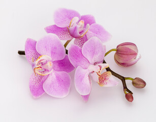 Pink orchid isolated on white background.