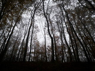 Outline of forest trees in the autumn morning foggy light, shadow light