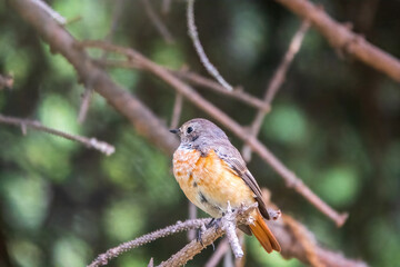 The common redstart female, Phoenicurus phoenicurus, is photographed in close-up sitting on a branch against a blurred background.