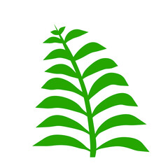 Fern leaf. Element of nature and the forest. Green bracken plant. Flat cartoon illustration isolated on white
