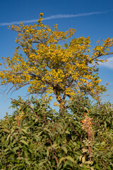 Tree with yellowed leaves on a blue sky background. Autumn view of a tree with yellowed leaves among green leafy bushes.