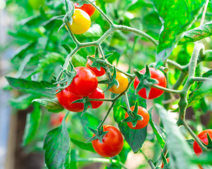 cherry tomatoes on green branches in the garden