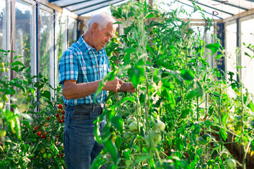 Farmer caring for tomato sprouts in greenhouse