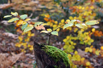A beech (Fagus sylvatica) with fall colors grows on a dry trunk