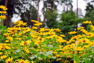 Obraz premium Yellow chamomile flowers on a background of green foliage. Bright colored natural background.