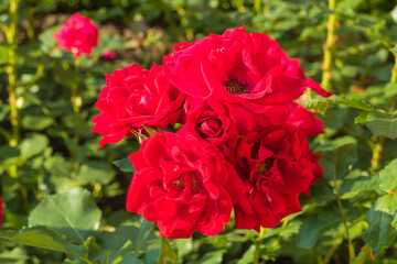 Rote Strauchrosen